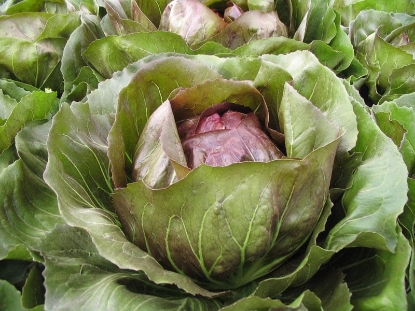 Picture of Organic Chicory Leonardo